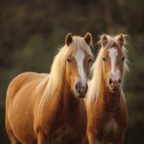 Jeździecka perła Trójmiasta – hipodrom w Sopocie